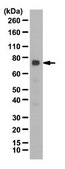 Anti-Grb10 Antibody from rabbit, purified by affinity chromatography