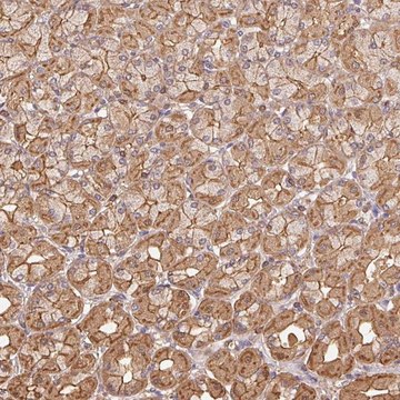 Anti-ATG10 antibody produced in rabbit Prestige Antibodies&#174; Powered by Atlas Antibodies, affinity isolated antibody, buffered aqueous glycerol solution