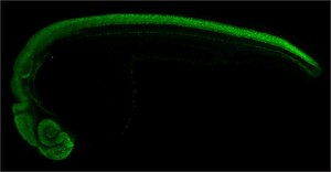 Anti-sox2 antibody produced in rabbit affinity isolated antibody, buffered aqueous solution