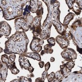 Anti-TANC2 antibody produced in rabbit Prestige Antibodies® Powered by Atlas Antibodies, affinity isolated antibody, buffered aqueous glycerol solution