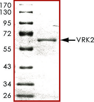 VRK2, active, GST tagged human PRECISIO&#174;, recombinant, expressed in baculovirus infected Sf9 cells, &#8805;70% (SDS-PAGE), buffered aqueous glycerol solution