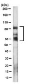 Anti-Beta-Dystrobrevin Antibody, clone 6B5.1 culture supernatant, clone 6B5.1, from mouse