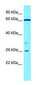 Anti-CH25H (C-terminal) antibody produced in rabbit affinity isolated antibody