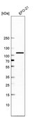 Anti-TBCK antibody produced in rabbit affinity isolated antibody, buffered aqueous glycerol solution