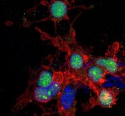 Anti-unmethylated-Histone H3 (Lys9) Antibody, clone 9B1-2G6 clone 9B1-2G6, from mouse