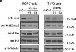 抗-&#946;微管蛋白抗体，小鼠单克隆 小鼠抗 ~2.0&#160;mg/mL, clone AA2, purified from hybridoma cell culture