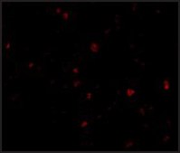 Anti-ORAI3 antibody produced in rabbit affinity isolated antibody