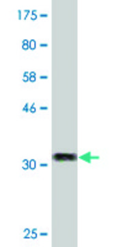 Monoclonal Anti-ZNRF4 antibody produced in mouse clone 1A8, purified immunoglobulin, buffered aqueous solution