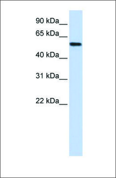 Anti-LSM14A (ab2) antibody produced in rabbit affinity isolated antibody