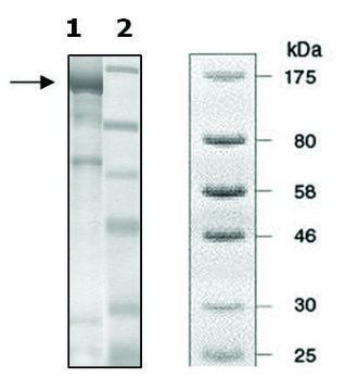 PDE2A active rat recombinant, expressed in baculovirus infected Sf9 cells, &#8805;56% (SDS-PAGE)