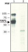 Anti-phospho-YAP1 (pTyr357) antibody produced in rabbit ~1.5 mg/mL, affinity isolated antibody, buffered aqueous solution