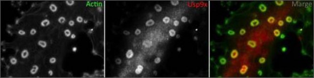 Anti-USP9X antibody produced in rabbit affinity isolated antibody