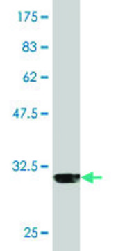 Monoclonal Anti-IL8, (C-terminal) antibody produced in mouse clone 6D12, purified immunoglobulin, buffered aqueous solution