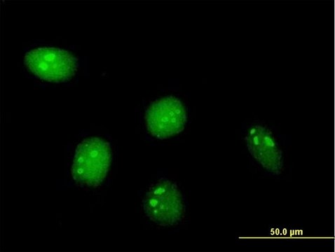 Anti-C8ORF33 antibody produced in mouse purified immunoglobulin, buffered aqueous solution