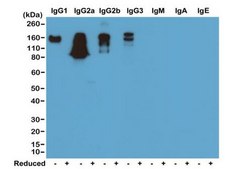 Rabbit Anti-Mouse IgG Antibody, clone RM104 clone RM104, from rabbit