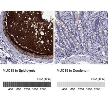 Anti-MUC15 antibody produced in rabbit Prestige Antibodies&#174; Powered by Atlas Antibodies, affinity isolated antibody, buffered aqueous glycerol solution