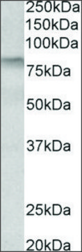 Anti-TGM3 antibody produced in goat affinity isolated antibody, buffered aqueous solution