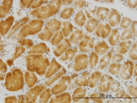 Monoclonal Anti-PGRMC2 antibody produced in mouse clone 3C11, purified immunoglobulin, buffered aqueous solution