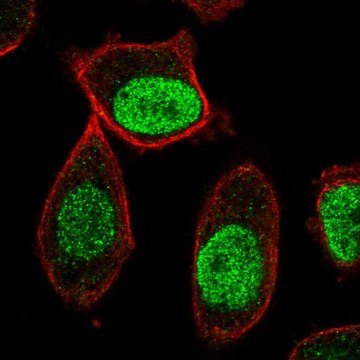 Anti-CENPA antibody produced in rabbit Prestige Antibodies&#174; Powered by Atlas Antibodies, affinity isolated antibody