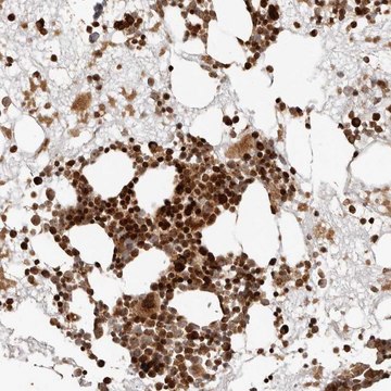 Anti-TRIM4 antibody produced in rabbit Prestige Antibodies&#174; Powered by Atlas Antibodies, affinity isolated antibody, buffered aqueous glycerol solution