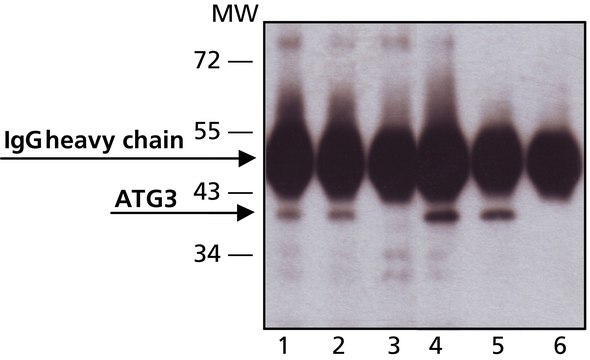 Anti-ATG3 (C-terminal) 兔抗 IgG fraction of antiserum, buffered aqueous solution