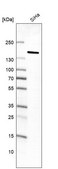 Monoclonal Anti-MKL2 antibody produced in mouse Prestige Antibodies® Powered by Atlas Antibodies, clone CL1546, purified immunoglobulin, buffered aqueous glycerol solution
