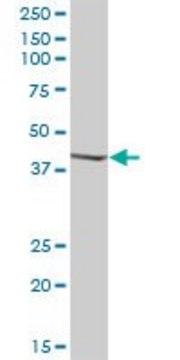 Anti-SERPINB1 antibody produced in mouse IgG fraction of antiserum, buffered aqueous solution