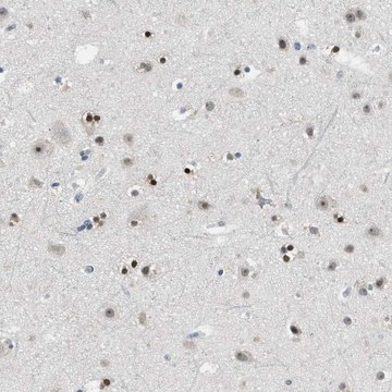 Anti-MZF1 antibody produced in rabbit Prestige Antibodies&#174; Powered by Atlas Antibodies, affinity isolated antibody, buffered aqueous glycerol solution