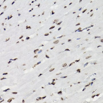 Anti-Phospho-STAT5-Y694 antibody produced in rabbit