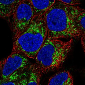 Anti-MAOA antibody produced in rabbit Prestige Antibodies&#174; Powered by Atlas Antibodies, affinity isolated antibody, buffered aqueous glycerol solution