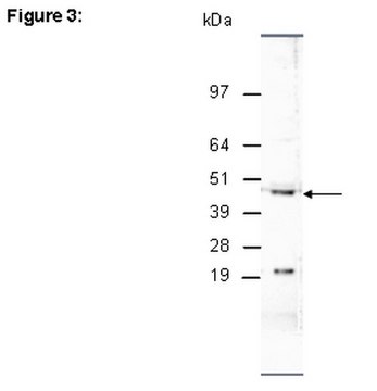 ChIPAb+ JMJD1C - ChIP经验证的抗体和引物组 from rabbit, purified by affinity chromatography