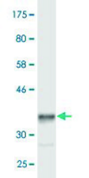 Monoclonal Anti-HERC3 antibody produced in mouse clone 3G7, ascites fluid