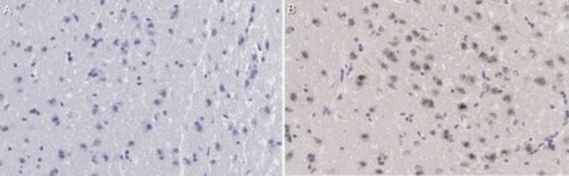 Anti-c-Fos Antibody from rabbit, purified by affinity chromatography