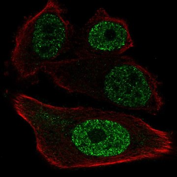 Anti-ETV1 antibody produced in rabbit Prestige Antibodies&#174; Powered by Atlas Antibodies, affinity isolated antibody