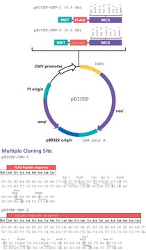 pBICEP-CMV&#8482;-2 Expression Vector