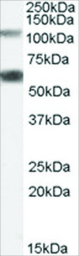 Anti-OGT antibody produced in goat affinity isolated antibody, buffered aqueous solution