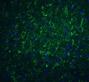 抗-PDL-2 兔抗 affinity isolated antibody, buffered aqueous solution