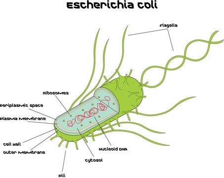 Escherichia coli Strain B, lyophilized cells