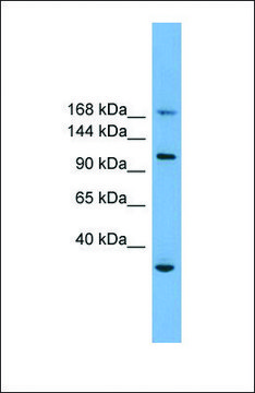 Anti-PHLDB1 antibody produced in rabbit affinity isolated antibody