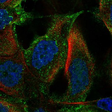 Anti-Tm4Sf18 Antibody Produced In Rabbit Prestige Antibodies&#174; Powered by Atlas Antibodies, affinity isolated antibody, buffered aqueous glycerol solution