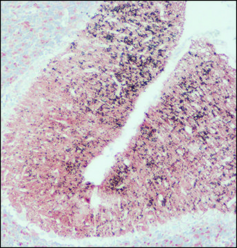 Anti-SNAP-25 antibody produced in rabbit IgG fraction of antiserum, buffered aqueous solution