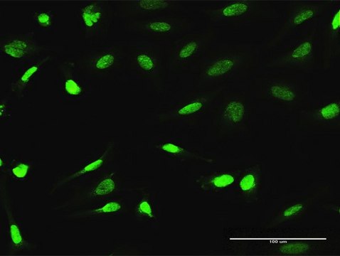 Anti-ESRRA antibody produced in rabbit purified immunoglobulin, buffered aqueous solution