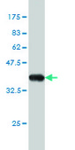 Monoclonal Anti-RAB3A antibody produced in mouse clone 4H7, purified immunoglobulin, buffered aqueous solution