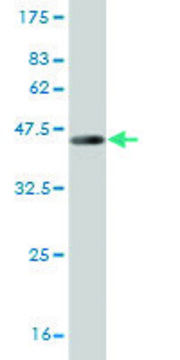 Monoclonal Anti-RLN1 antibody produced in mouse clone 1H6, purified immunoglobulin, buffered aqueous solution