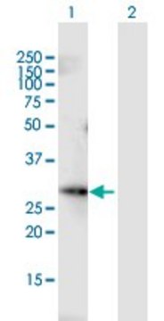 Anti-FGF13 antibody produced in mouse purified immunoglobulin, buffered aqueous solution