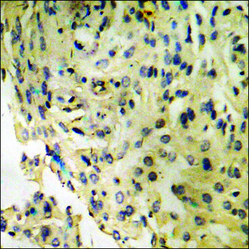 Anti-phospho-IRF-3 (pSer386) antibody produced in rabbit affinity isolated antibody