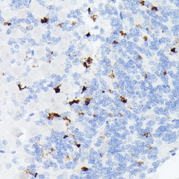 Anti-Somatostatin (SST) Antibody, clone 7Q4T0, Rabbit Monoclonal