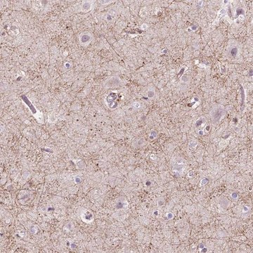 Anti-GPR37 antibody produced in rabbit Prestige Antibodies&#174; Powered by Atlas Antibodies, affinity isolated antibody, buffered aqueous glycerol solution