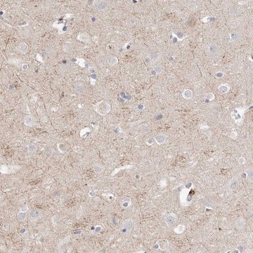 Anti-S1PR5 antibody produced in rabbit Prestige Antibodies&#174; Powered by Atlas Antibodies, affinity isolated antibody, buffered aqueous glycerol solution