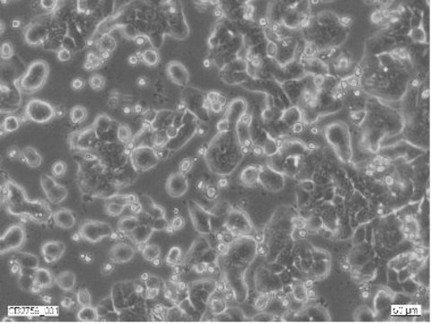 HT29 Cell Line human Caucasian colon adenocarcinoma grade II, 91072201